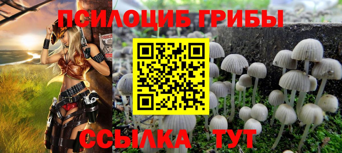 Псилоцибиновые грибы Psilocybine cubensis Новосибирск